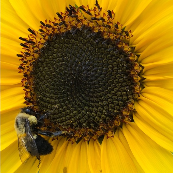 Meet your Posher, Val - Picture 1 of 1